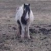 Коневладелец был отправлен в тюрьму за плохое обращение с лошадьми