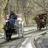 Конные экипажи в Центральном парке Нью-Йорка – быть или не быть?