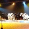 Лоренцо подготовил новый номер специально для «Cheval Passion»!