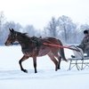 Подготовка к празднованию юбилея Чувашского конного завода 