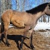 В Удмуртии выбрали кличку для лошади Никаса Сафронова