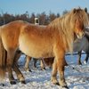 Якутские лошади прибыли на Ямал
