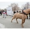 Эльбрус Нигматуллин смог повторить силовой конный трюк 100-летней давности!