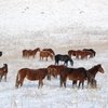 Эксперимент: табунное коневодство в Норильске