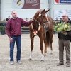 Бельгийский полукровный Наксель В. получил титул «Sieger Stallion»