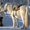 Телевидение Германии расскажет о якутской лошади