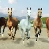 В Туркменистане выбрали самого красивого ахалтекинского коня