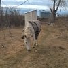 Сотрудники МЧС из Серова эвакуировали лошадь из затопленной конюшни