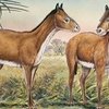 Позвоночник лошадей рассказал об эволюции их бега