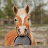 ОЭЗ «Алабуга»: одобрен проект компании по производству комбикормов для лошадей 