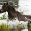 В Австралии правительство намерено уничтожить 90% популяции брамби