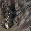 Туго затянутый капсюль вызывает стресс у лошадей
