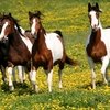 О чем расскажет масть коня 