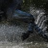 Трёхкратный победитель турнира CCI4*в Бёрли Эйвбери был усыплён
