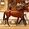Завтра открывается аукцион Tattersalls Foal Sale.