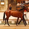 Завтра открывается аукцион Tattersalls Foal Sale.