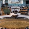 Новый рекорд декабрьского аукциона Tattersalls.