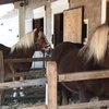 Американская поп-звезда Джон Фишман купил лошадей редкой породы. 