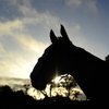 Пожар в учебном центре Mercury Equine Center.