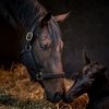 Первый жеребенок для французской скаковой легенды