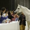 В Дубае пройдет Чемпионат арабских лошадей