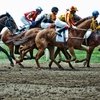 На Кранодарском ипподроме прошли скачки, посвященные 72-й годовщине Победы в Великой Отечественной войне.