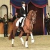 Новая лошадь Дидерика ван Сильфхаута.