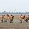 Заповедник "Оренбургский" вошел в Книгу рекордов России.