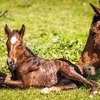 КАК ПОЛУЧИТЬ ЗДОРОВОГО ЖЕРЕБЕНКА