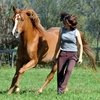 Плювинель и Парелли или что такое Natural Horsemanship? // ЗМ №6 (97) 2010