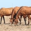 В Дагестане будут разводить ахалтекинских лошадей