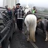В Приморском крае лошадь лягнула машину