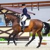 Maxima Stables приглашает на этап Балтийской Лиги по выездке!