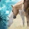 В Великобритании диагностирована африканская чума лошадей