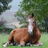 Румынские лошади будут получать пенсию