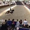 Helgstrand Dressage и Пауль Шокемюле будут сотрудничать