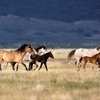Приюти дикую лошадь и получи 1000 долларов