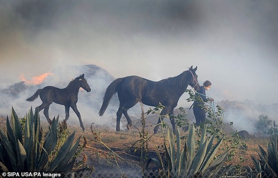 Спасенная из пожара лошадь вернулась назад за сородичами