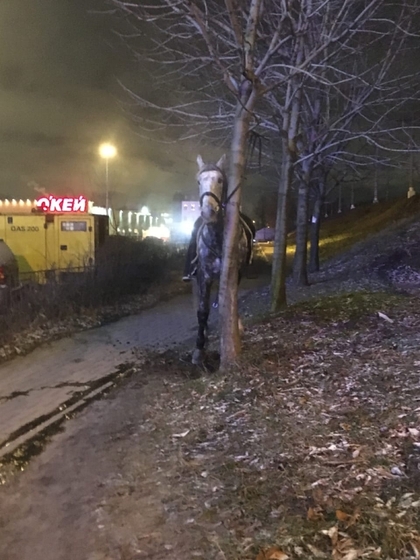 Лошадь в центре Санкт-Петербурга ловили на трех машинах