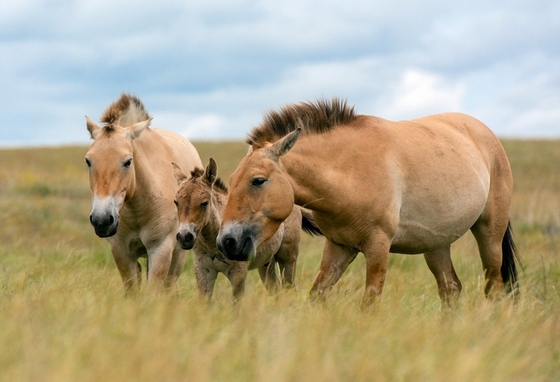 В России появится второй центр по воспроизведению популяции лошади Пржевальского