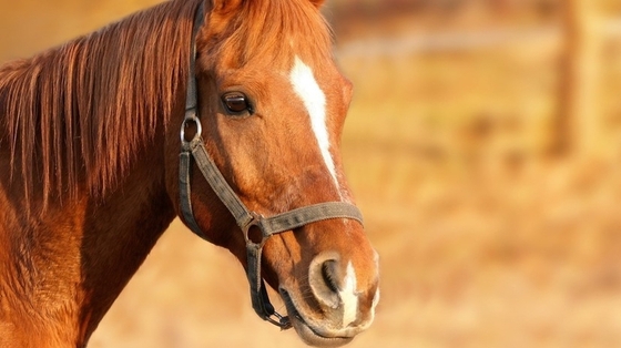 Известный спортсмен отстранен за жестокое обращение с лошадью