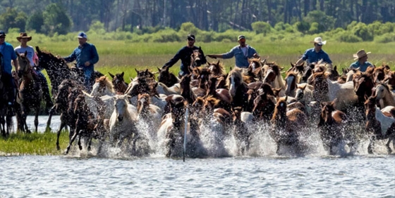 95-й заплыв пони с острова Чинготиг в Вирджинии пришлось отменить 