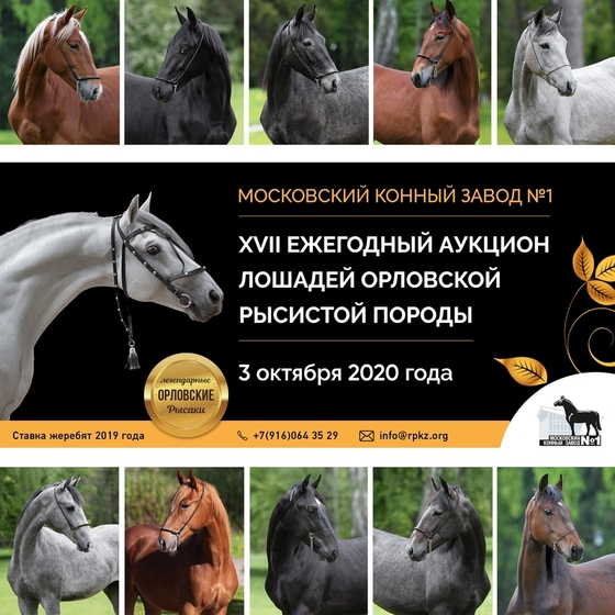 Московский конный завод №1 выпустил каталог традиционного аукциона лошадей