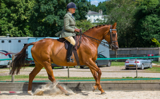 Международное онлайн-шоу для лошадей со скаковым прошлым заменило традиционные национальные испытания. 