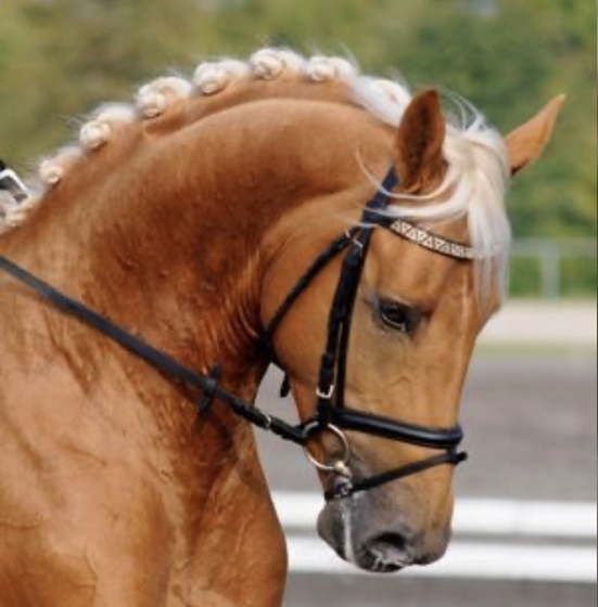 Капсюль может негативно влиять на здоровье лошади 