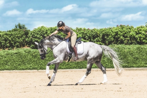 Изабель Верт дебютировала с новым конем в Большом призе