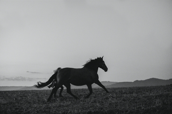 Лошади в объективе чешского фотографа 