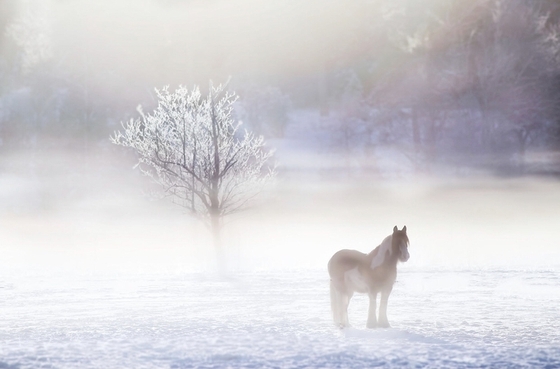 Лошади в тумане от шведского фотографа