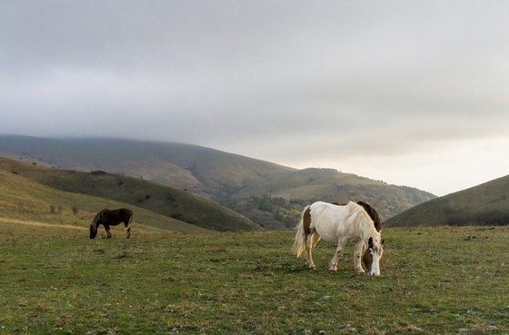 Фотографии лошадей на горных склонах в Италии