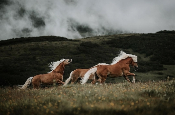Лошади в горах Южного Тироля 